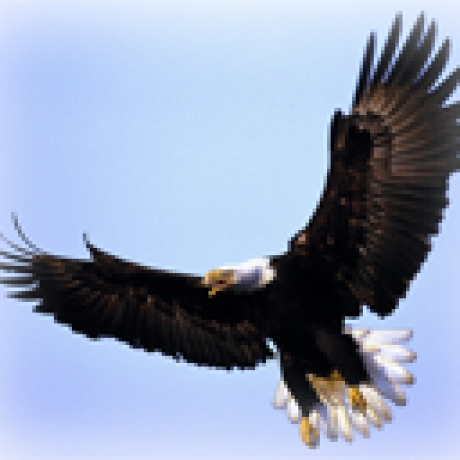 seaeagle1